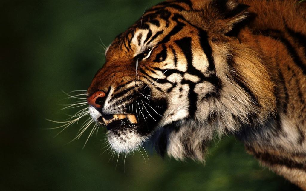 108140_Angry-rough-tiger-jungle-awesome-2012-download-wallpapers_1600x1000