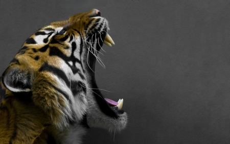 Tiger-roar
